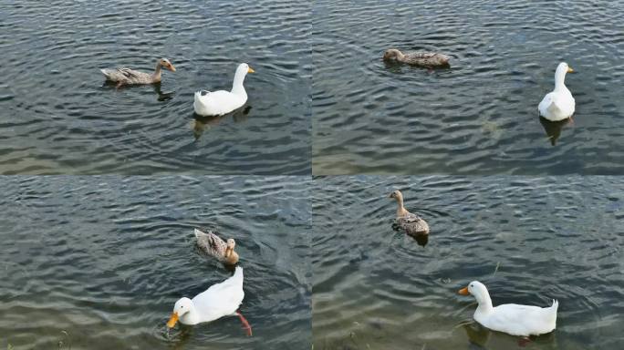 湖面的鸭子