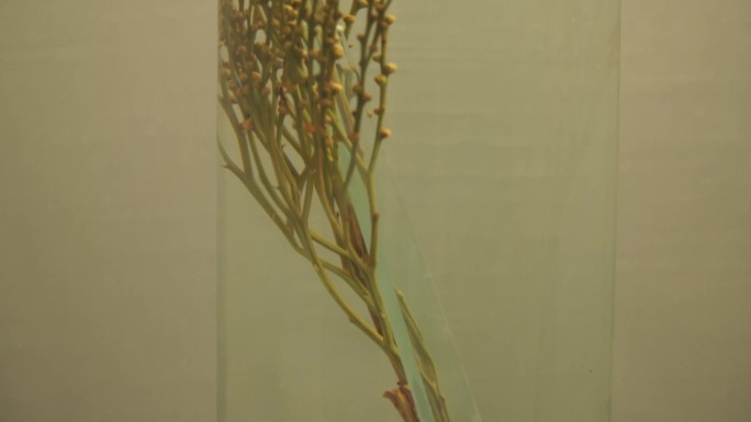镜头合集植物标本蕨类苔藓标本(2)