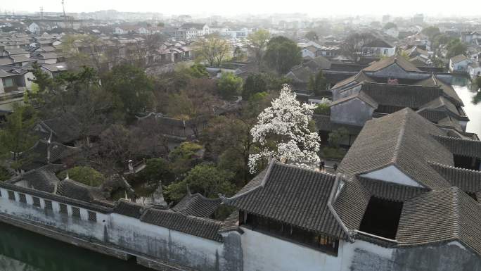 玉兰 园林 航拍 留园 春天 藕园 苏州