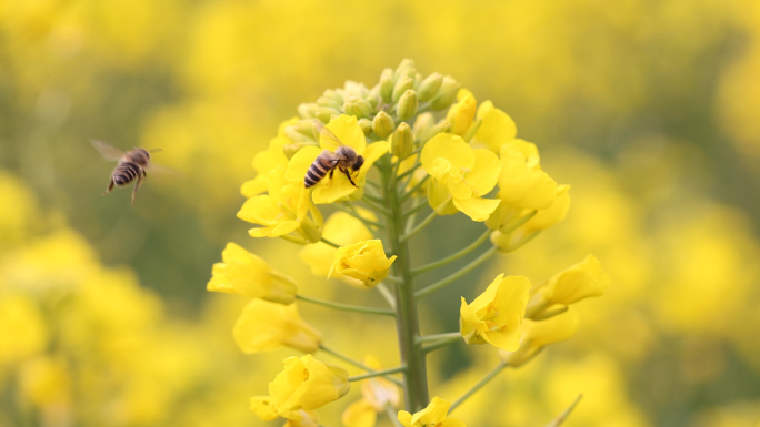 婺源油菜花丛中蜜蜂采蜜升格慢镜特写