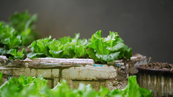 生菜 菜园 生菜 生菜种植  绿色小菜园