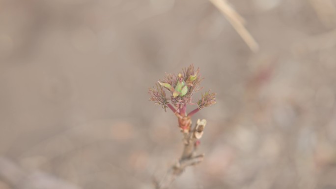 春天发芽开花