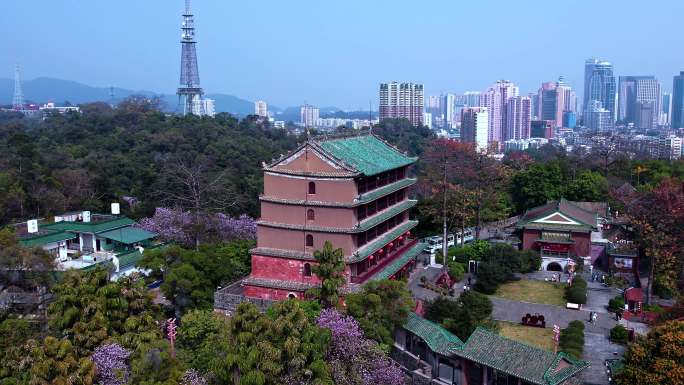 广州镇海楼六百年建筑春日航拍环绕4K视频
