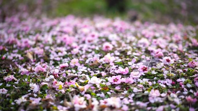 落地 花瓣 桃花