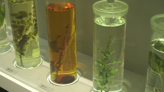 镜头合集装在瓶子里的植物标本(2)