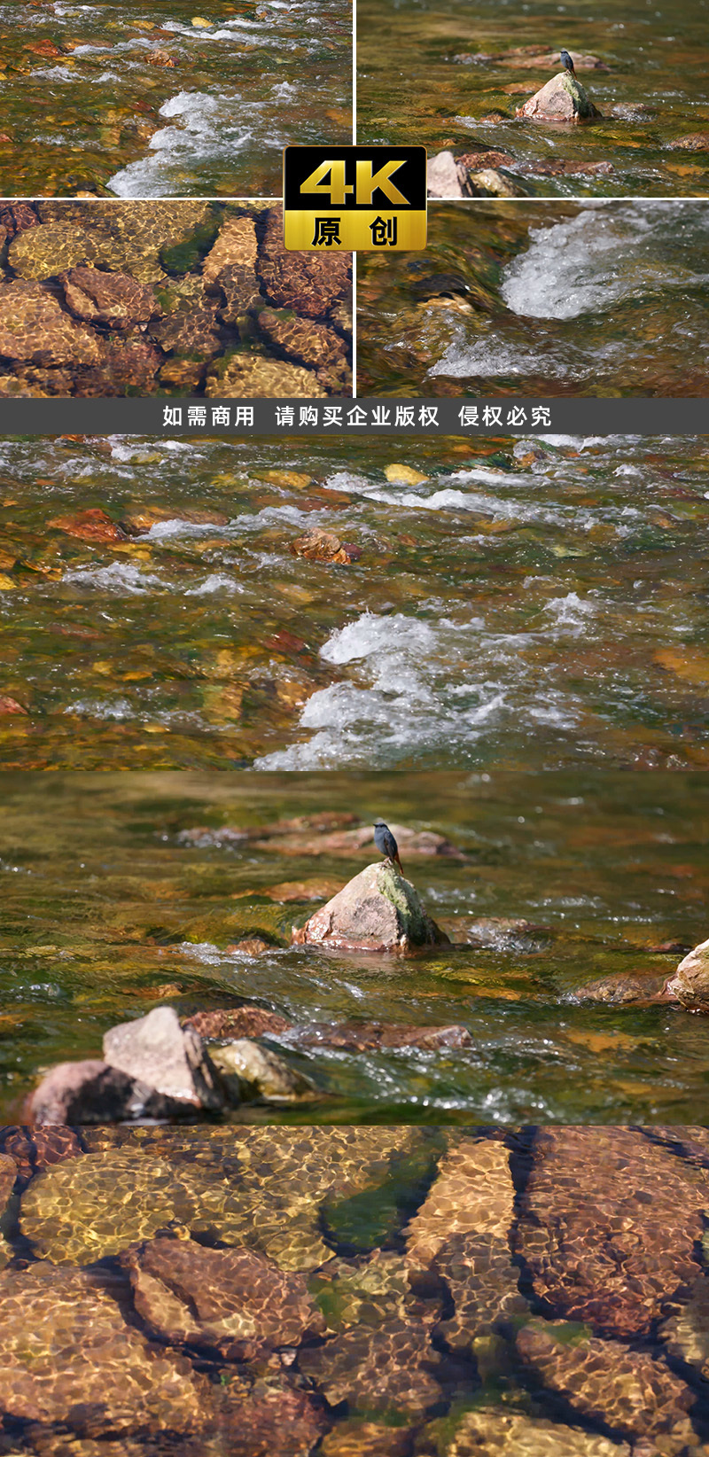 4K 清澈见底的溪流 小鸟休憩 自然景观
