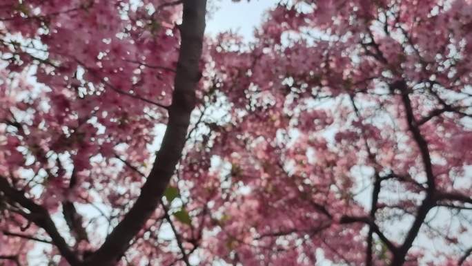 树上开花紫红色梅花树樱花树仰拍樱桃鲜花