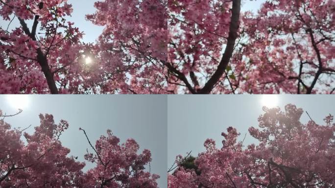 树上开花紫红色梅花树樱花树仰拍樱桃鲜花