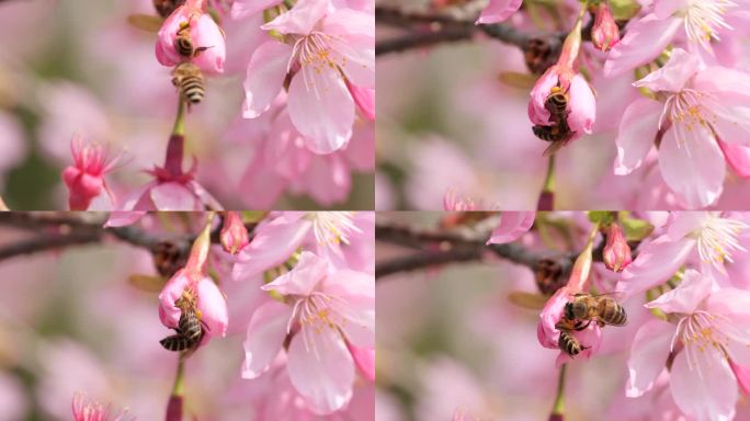 【4K50】两只小蜜蜂争抢花蜜