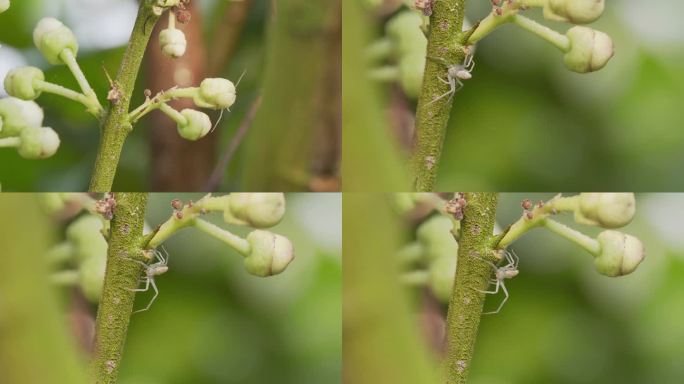沙田柚树上的白蜘蛛