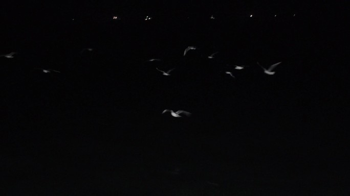 4kl1广东雷州市海上夜景拍摄（海鸥）6