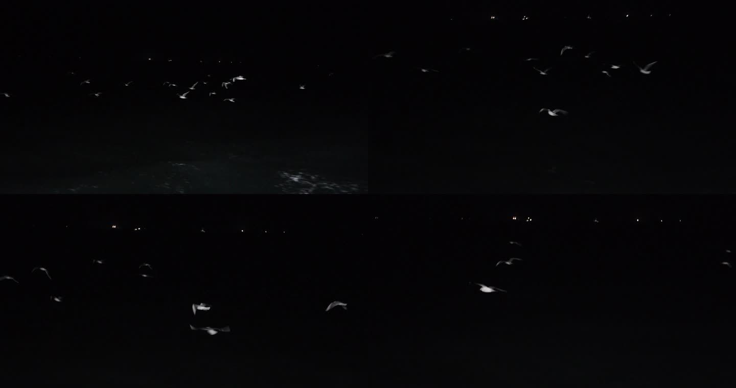 4kl1广东雷州市海上夜景拍摄（海鸥）6