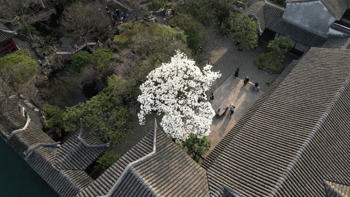 玉兰 园林 航拍 留园 春天 藕园 苏州