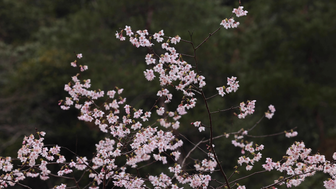 春天浦江野樱花磐安樱花