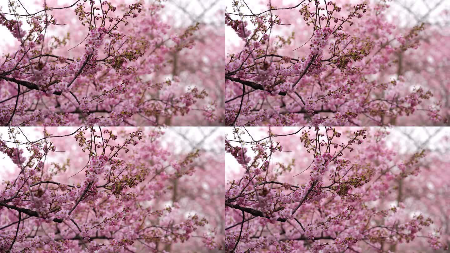 武汉东湖樱花园粉色樱花特写镜头1