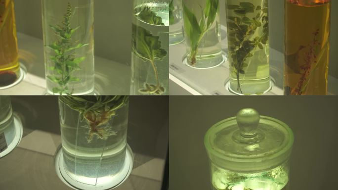 镜头合集装在瓶子里的植物标本(1)