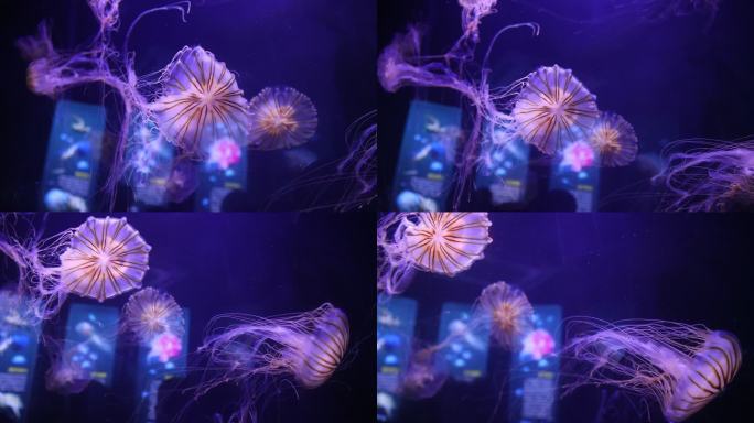 海洋生物水母唯美