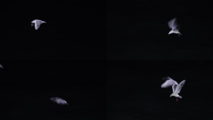 4kl1广东雷州市海上夜景拍摄（海鸥）5