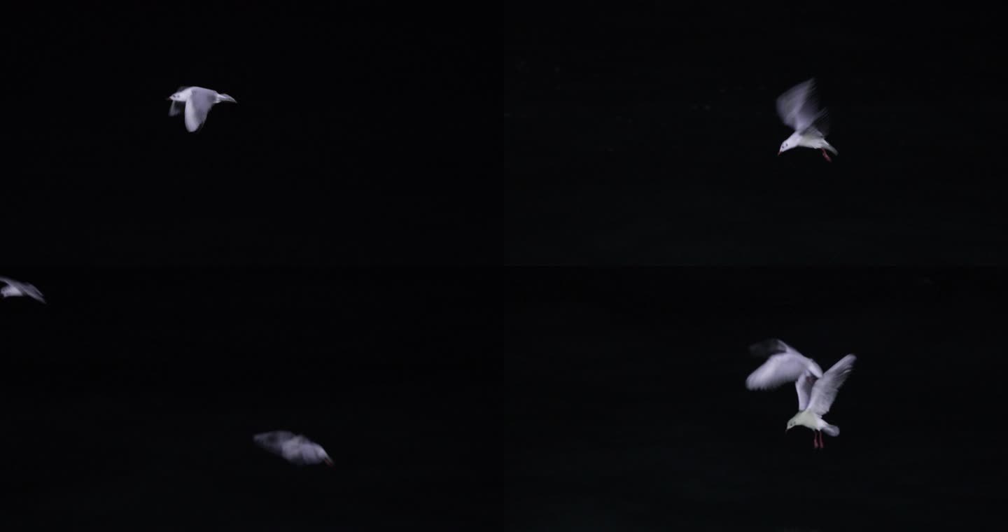 4kl1广东雷州市海上夜景拍摄（海鸥）5
