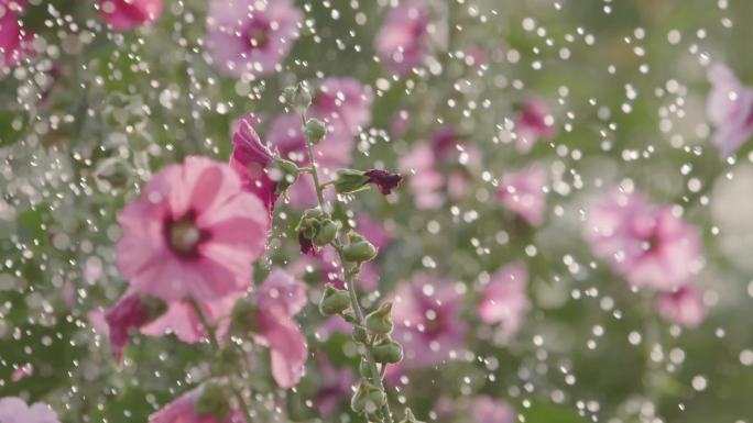 园林浇花喷水4K