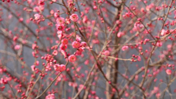 实拍春天梅花视频