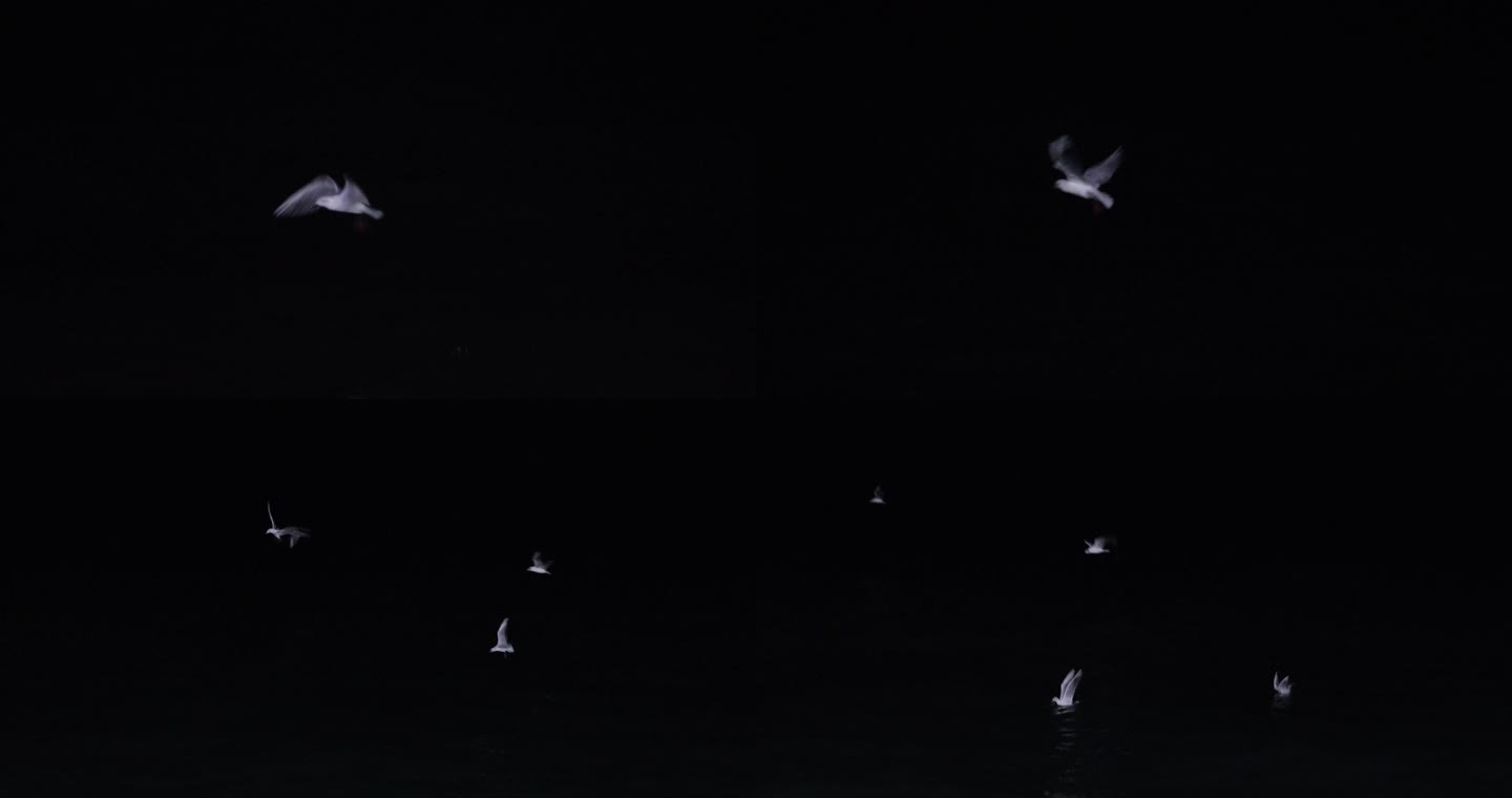 4kl1广东雷州市海上夜景拍摄（海鸥）2