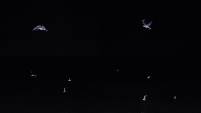 4kl1广东雷州市海上夜景拍摄（海鸥）2
