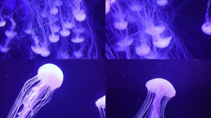 水母 海洋生物 唯美 青岛 水族馆