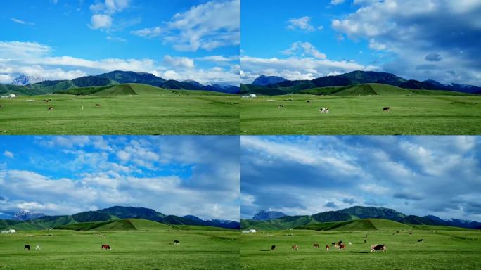 4K延时，山脚下牛吃草，蓝天白云，白石峰