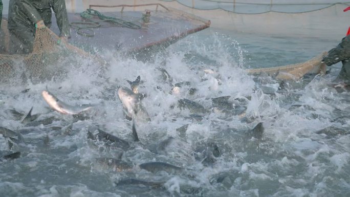 水产渔业丰收村民捕鱼鱼群跳跃