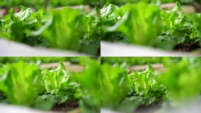 生菜 生菜种植  绿色小菜园