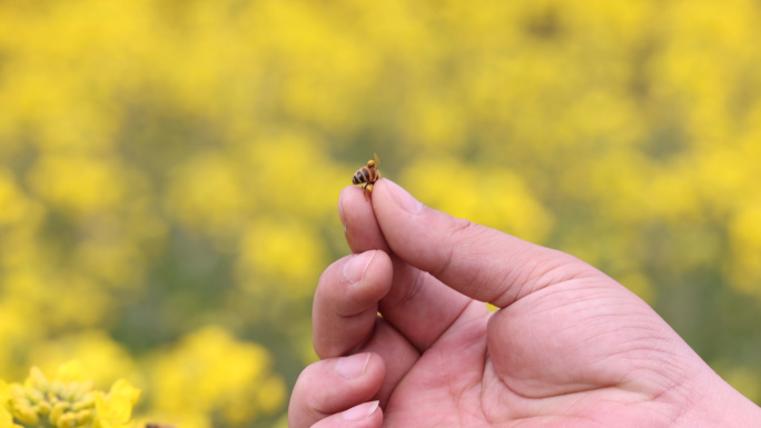 油菜花丛中抓蜜蜂