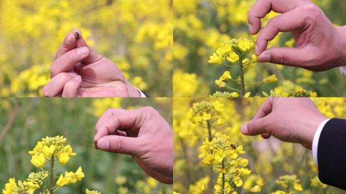 油菜花丛中抓蜜蜂