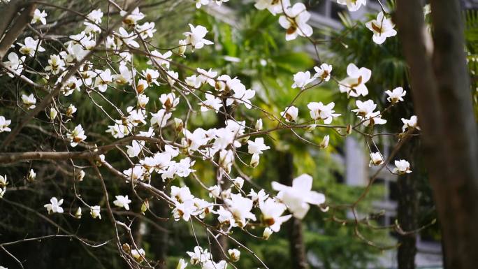 白玉兰  春暖花开 玉兰花开花