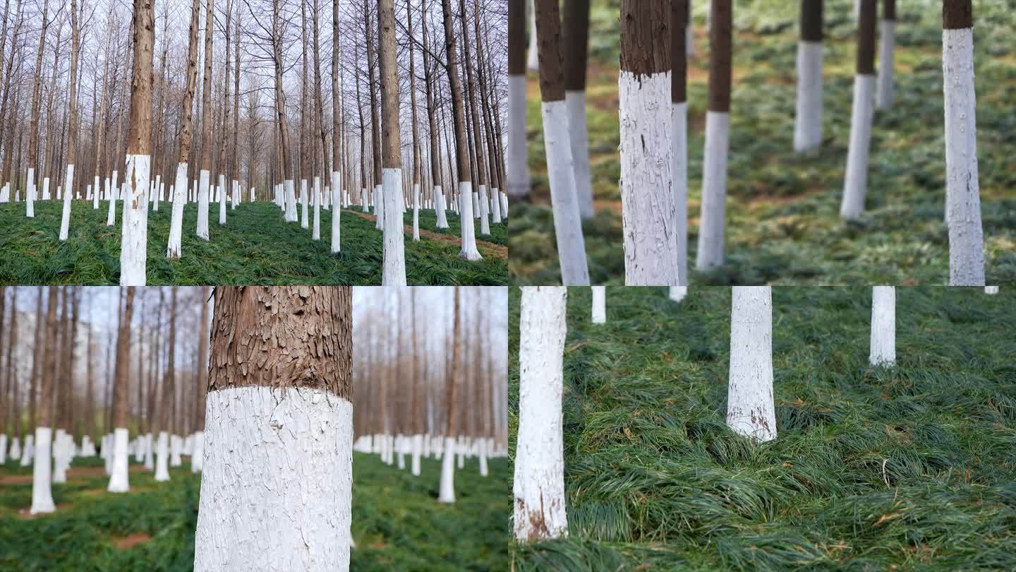 给杉树涂石灰水防树干冻伤防虫害