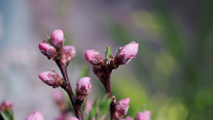 4K春雨滴在桃花花苞上升格慢动作特写