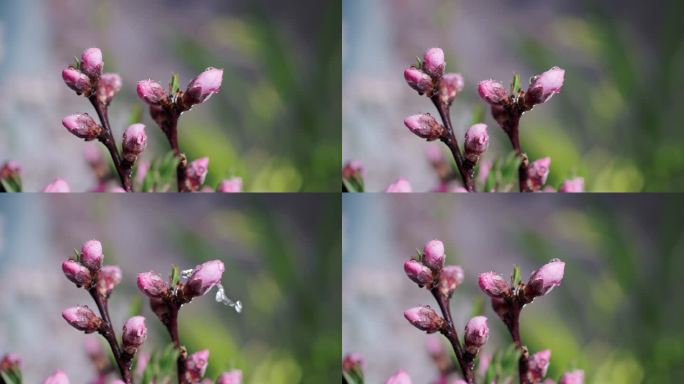 4K春雨滴在桃花花苞上升格慢动作特写