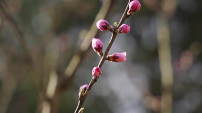 春天 初春 桃花 树莓 油菜 含苞待放