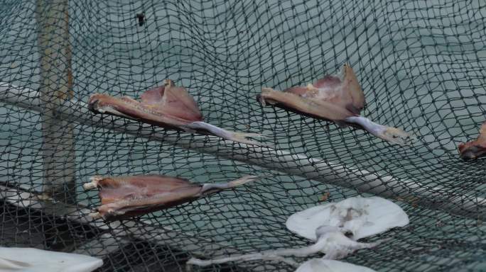 4kl1广东雷州市渔民晾晒刚刚打捞上的鱼