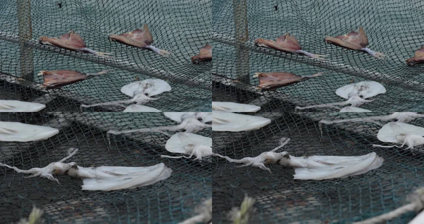 4kl1广东雷州市渔民晾晒刚刚打捞上的鱼