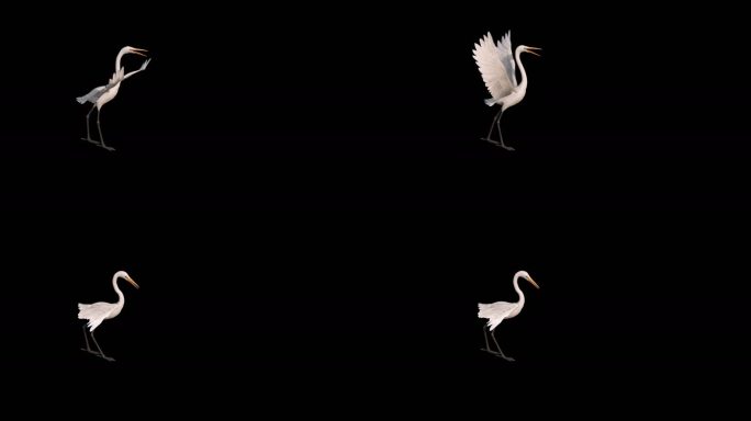 白鹤动画三维动物带通道