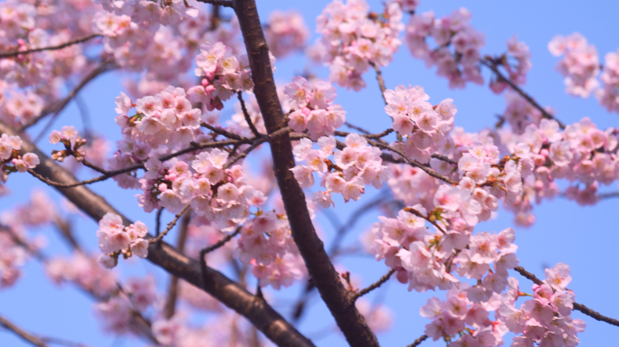 春天樱花盛开花朵绽放实拍