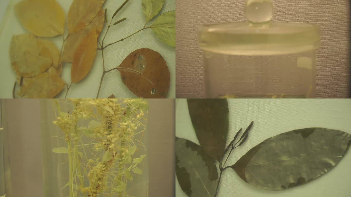 镜头合集自然界植物树木标本(1)
