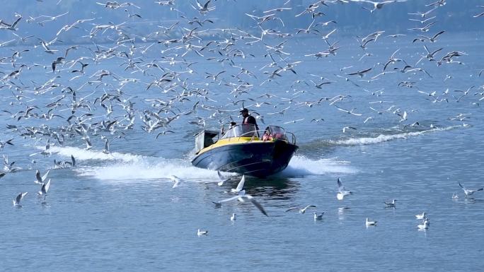 滇池 海埂大坝 飞翔 海鸥 喂食