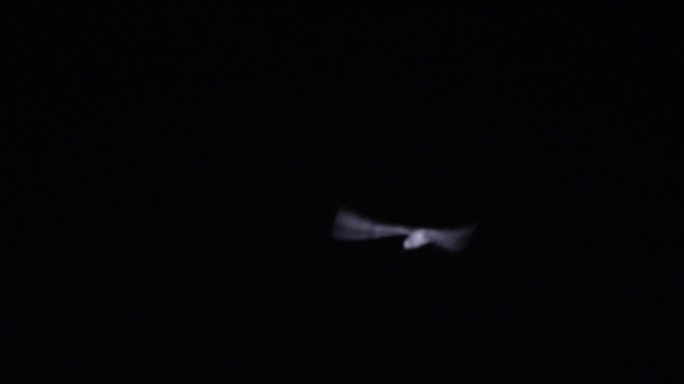 4kl1广东雷州市海上夜景拍摄（海鸥）1