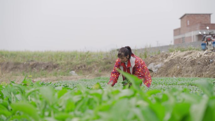 农村大妈摘菜