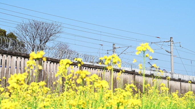 春天阳光下油菜花田旁驶过的高速列车