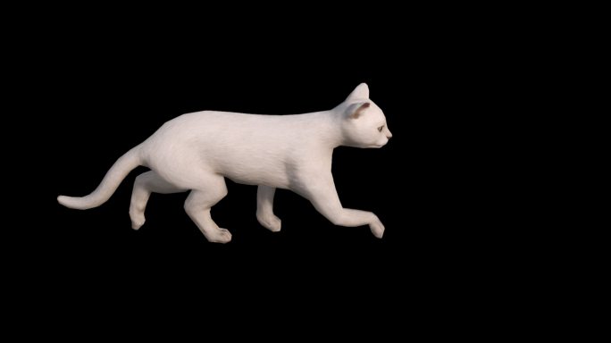 猫动画三维动物带通道
