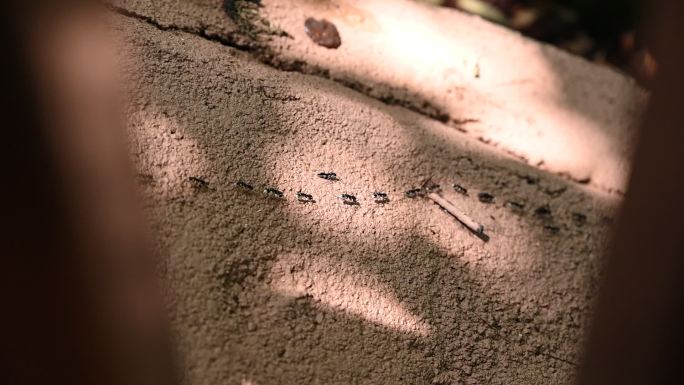 光影下蚂蚁在觅食