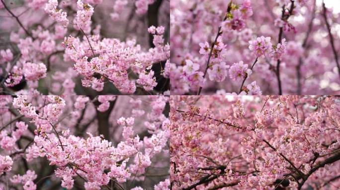 武汉东湖樱花园粉色樱花技头特写汇总3